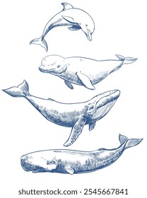 Mamíferos marinhos. Ilustração de vetor de esboço desenhado à mão de baleias e golfinhos. Baleia esperma, baleia jubarte, golfinho, beluga. Desenho a tinta monocromático, imitação de gravura.