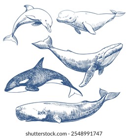 Mamíferos marinhos. Ilustração de vetor de esboço desenhado à mão de baleias e golfinhos. Baleia esperma, baleia jubarte, golfinho, beluga, orca. Desenho a tinta monocromático, imitação de gravura.