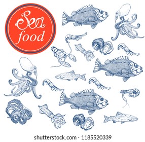 marine menu, banner, vector illustration hand drawing, perch, shrimp, octopus, trout isolated on white background