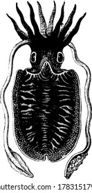 Marine mollusk belongs to class of octopus having unique internal shell, vintage line drawing or engraving illustration.