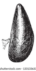 Marine Mussel, vintage gravierte Illustration. Wörterbuch der Wörter und Dinge - Larive und Fleury - 1895