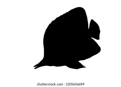 marine ornamental fish silhouette in black and white