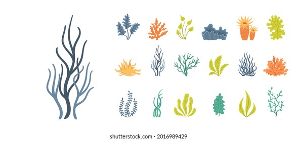 Marine plants and aquatic algae set isolated on white background. Collection of seaweeds, underwater sea plants, shells. Ocean corals silhouettes. Vector illustration, eps 10.