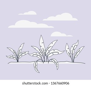 marine plants ecosystem scene