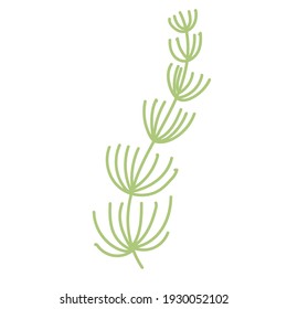 Marine plants. Seaweed. Plants for the aquarium. Vector illustration isolated on white background.