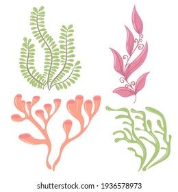 Marine plants set. Seaweed. Plants for the aquarium. Vector illustration isolated on white background.