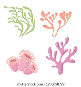 Marine plants set. Seaweed. Plants for the aquarium. Vector illustration isolated on white background.