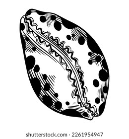 Muscheln, Muscheln oder Muscheln mit Punkten für die Gestaltung der Einladung, Stoff, Textilien, etc. Vektorgrafik Skizze schwarz einzelne Illustration.