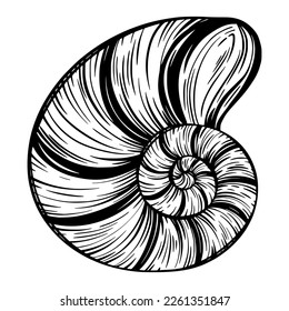 Marine seashell, mollusk or snail for design of invitation, fabric, textile, etc. Vector outline sketch black isolated illustration.