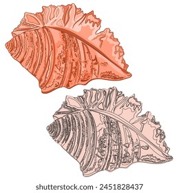 Marine seashell strombus latus natural and like an engraving object isolated on white background vector illustration editable hand drawn
