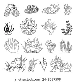 Marine set, algae and coral in simple linear style. Black and white graphics for books and posters