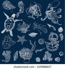 marine set, hand drawing , on dark background, marine animals, corals, seashells, vector