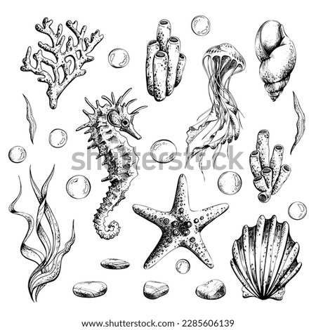 Marine set of isolated illustrations on a white background seahorse, jellyfish, shells, algae, corals, bubbles, pebbles and starfish. Hand drawn illustration in graphics, EPS vector file.