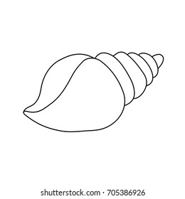 marine shell animal