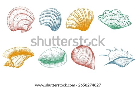 Marine shell elements in sketchy outline style. Engraved vector seashells in blue, red, green and orange ink. Retro nautical design elements on white background for print, decor, stickers