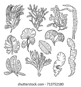 Marine sketch with different underwater plants. Underwater sea plant sketch, vector illustration