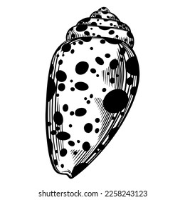 Marine spiral seashell or oceanshell with dots pattern for design of invitation, fabric, textile, etc. Vector outline sketch black isolated illustration.