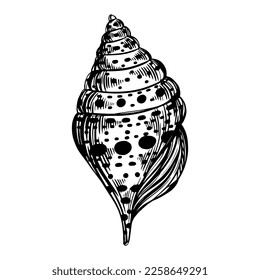 Marine spiral seashell or oceanshell with pattern for design of invitation, fabric, textile, etc. Vector outline sketch black isolated illustration.