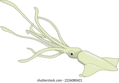 Marine Squid Swimming Vector Illustration