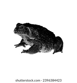 Marine Toad hand drawing vector isolated on white background.