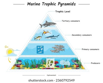 Marine Trophic pyramids lives in oceans open seas including top predators filterers zooplankton phytoplankton. 