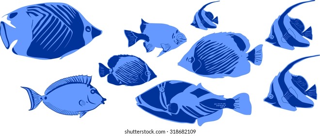 marine tropical fish