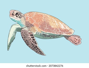 Marine turtle drawing, exotic, andengered, art.illustration, vector