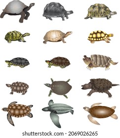 Marine Turtle and Freshwater Tortoise set - Vector