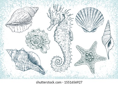 Conjunto de ilustraciones dibujadas a mano por vectores marinos: conchas marinas, estrellas, caballitos de mar y moluscos. Muy detallado. Perfecto para el diseño marino.