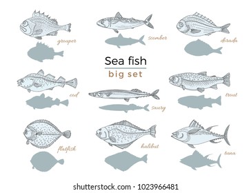 Marine vintage set of fish on white background. Perch, cod, mackerel, flounder, saira, tuna, dorado, halibut, trout Vector doodle sketch illustration Card menu seafood for restaurant, template, banner