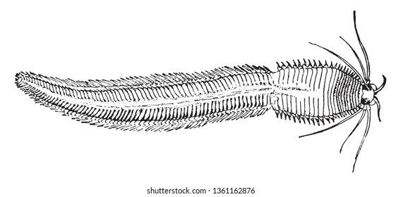 Marine Worms are found in several different phyla including the Platyhelminthes, vintage line drawing or engraving illustration.