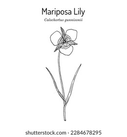 Mariposa Lily (Calochortus gunnisonii), edible and medicinal plant. Hand drawn botanical vector illustration