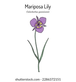 Mariposa Lily (Calochortus gunnisonii), edible and medicinal plant. Hand drawn botanical vector illustration