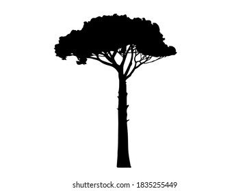 Maritime Pine tree, Pinus Pinaster mediterranean plant, vector isolated on white background 