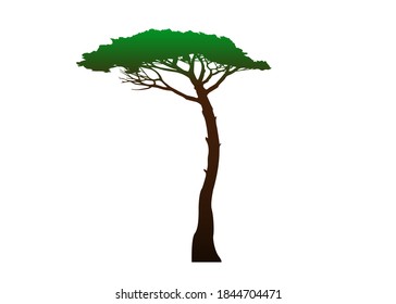 Maritime Pine tree, Pinus Pinaster mediterranean plant, colored vector isolated on white background 