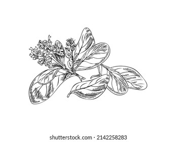 Marjoram branch with leaves and flowers, monochrome sketch vector illustration isolated on white background. Aromatic spice for cooking or natural beauty products.