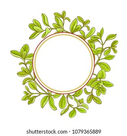 marjoram branch vector frame