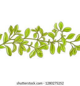 marjoram branch vector pattern on white background
