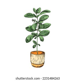 Marjoram culinary herb planted in flowerpot hand drawn sketch colorful vector illustration isolated on white background. Marjoram spice and food condiment plant.