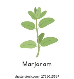 Marjoram, flache Cartoon-Vektorgrafik einzeln auf weißem Hintergrund