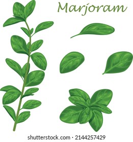 Marjoram. Green marjoram leaves and a sprig of marjoram. A spicy, medicinal herb for seasoning. Vector illustration isolated on a white background