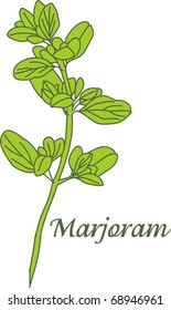 Marjoram herb