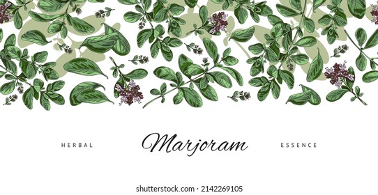 Marjoram herb botanical floral banner or decorative border template for natural cosmetics and culinary, hand drawn vector illustration on white background.