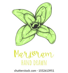 Marjoram herb leaf hand drawn vector illustration, isolated sketched drawing