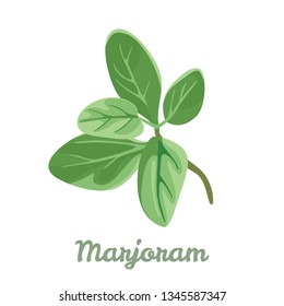 Marjoram isolated on white background. Vector illustration of fragrant herbs in cartoon simple flat style.