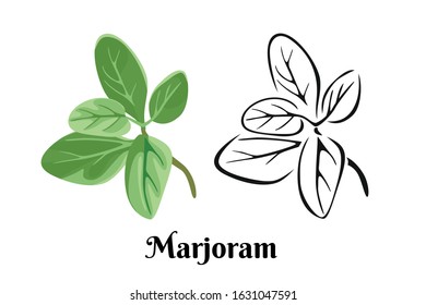 Marjoram leaf isolated on white background. Vector color illustration of  fragrant green herbs in cartoon flat style and black and white outline. Vegetable Icon.