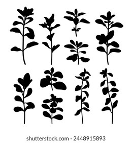 Marjoram medicine plant silhouette stencil templates