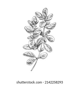 Marjoram or oregano herb twig, monochrome hand drawn vector illustration isolated on white background. Marjoram plant vintage image for culinary and cosmetics.