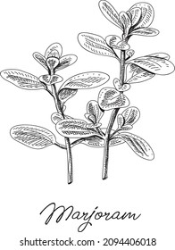 Marjoram - Origanum. Sketchy hand-drawn vector illustration.