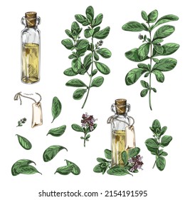 Marjoram plant and bottles of marjoram essential oil set hand drawn vector illustrations isolated on white background. Cosmetic, aromatic and medical plant bundle.